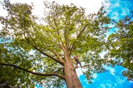Best Palm Tree Trimming  in Eddyville, IA