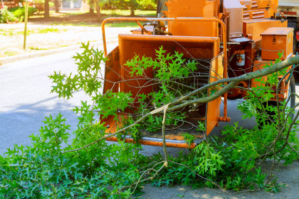 Best Seasonal Cleanup (Spring/Fall)  in Eddyville, IA