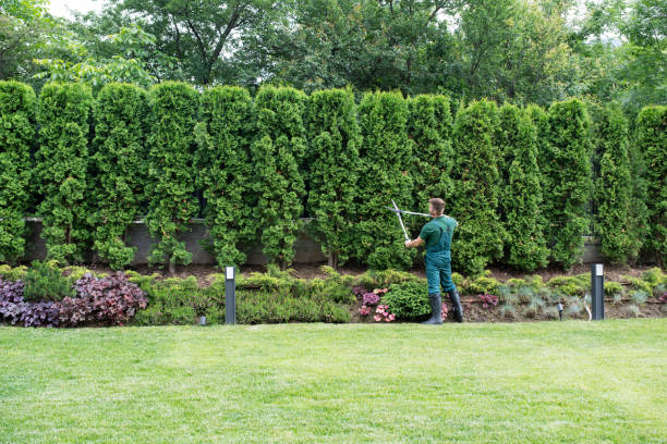 Best Aeration Services  in Eddyville, IA