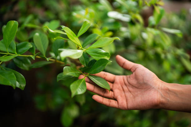 Best Pest Control for Lawns  in Eddyville, IA